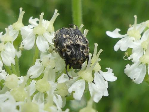 Valgus hemipterus